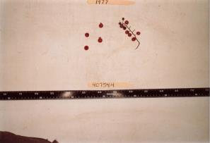 Click for 1 image(s) for this accession. FRUIT